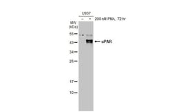 uPAR Antibody (HL2169) - Azide and BSA Free, Novus Biologicals 100 &mu;L,