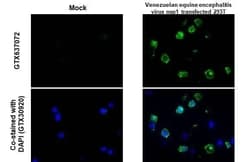 Venezuelan Equine Encephalitis Virus NSP1 Antibody (HL1593) - Azide and