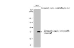 Venezuelan Equine Encephalitis Virus NSP1 Antibody (HL1593) - Azide and