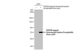 Venezuelan Equine Encephalitis Virus NSP4 Antibody (HL1741) - Azide and