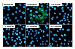 Venezuelan Equine Encephalitis Virus NSP4 Antibody (HL1741) - Azide and