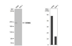 Virilizer Antibody (HL1719) - Azide and BSA Free, Novus Biologicals 100