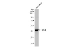 Wnt-2 Antibody (HL1999) - Azide and BSA Free, Novus Biologicals 100 &mu;L,