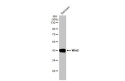 Wnt-2 Antibody (HL1999) - Azide and BSA Free, Novus Biologicals 100 &mu;L,