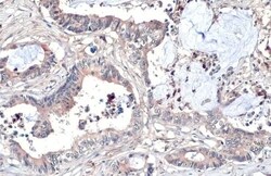 Wnt-8a Antibody (HL1648) - Azide and BSA Free, Novus Biologicals 100 &mu;L,
