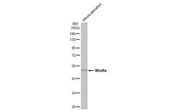 Wnt-8a Antibody (HL1648) - Azide and BSA Free, Novus Biologicals 100 &mu;L,