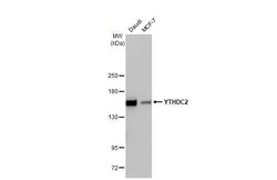 YTHDC2 Antibody (HL1862) - Azide and BSA Free, Novus Biologicals 100 &mu;L,