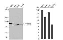 YTHDC2 Antibody (HL1862) - Azide and BSA Free, Novus Biologicals 100 &mu;L,
