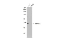 YTHDF3 Antibody (HL2235) - Azide and BSA Free, Novus Biologicals 100 &mu;L | Buy Online | Novus Biologicals | Fisher Scientific