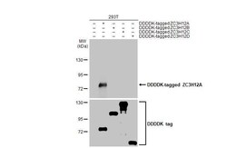 MCPIP1/ZC3H12A Antibody (HL1442) - Azide and BSA Free, Novus Biologicals