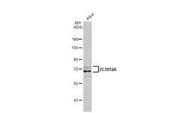 MCPIP1/ZC3H12A Antibody (HL1442) - Azide and BSA Free, Novus Biologicals