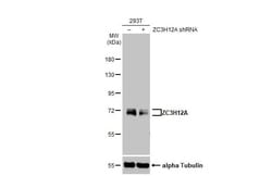 MCPIP1/ZC3H12A Antibody (HL1442) - Azide and BSA Free, Novus Biologicals