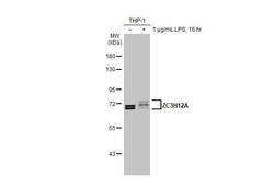 MCPIP1/ZC3H12A Antibody (HL1442) - Azide and BSA Free, Novus Biologicals