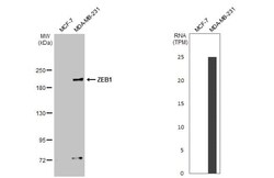 ZEB1 Antibody (HL2245) - Azide and BSA Free, Novus Biologicals 100 &mu;L,
