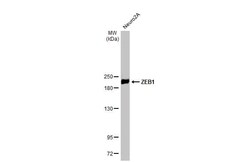 ZEB1 Antibody (HL2245) - Azide and BSA Free, Novus Biologicals 100 &mu;L,