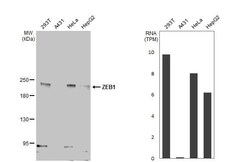 ZEB1 Antibody (HL2245) - Azide and BSA Free, Novus Biologicals 100 &mu;L,