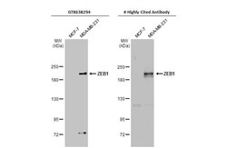 ZEB1 Antibody (HL2245) - Azide and BSA Free, Novus Biologicals 100 &mu;L,