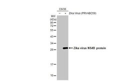 Zika virus NS4B Antibody (HL1663) - Azide and BSA Free, Novus Biologicals