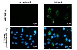 Zika virus NS4B Antibody (HL1663) - Azide and BSA Free, Novus Biologicals