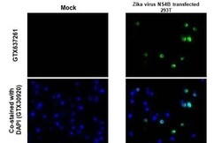 Zika virus NS4B Antibody (HL1663) - Azide and BSA Free, Novus Biologicals