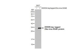 Zika virus NS4B Antibody (HL1663) - Azide and BSA Free, Novus Biologicals