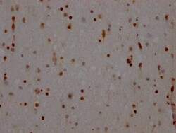 NONO Antibody (8C11), Novus Biologicals 50 &mu;L; Unconjugated:Antibodies,