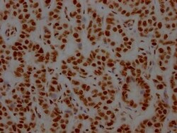 NONO Antibody (8C11), Novus Biologicals 50 &mu;L; Unconjugated:Antibodies,