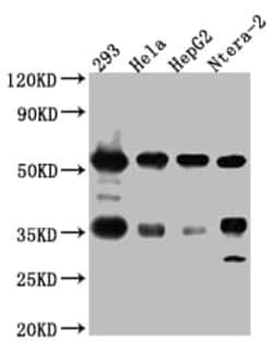 NONO Antibody (8C11), Novus Biologicals 50 &mu;L; Unconjugated:Antibodies,