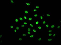 NONO Antibody (8C11), Novus Biologicals 50 &mu;L; Unconjugated:Antibodies,