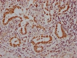 TTF-1/ NKX2-1 Antibody (6C11), Novus Biologicals 50 &mu;L; Unconjugated:Antibodies,