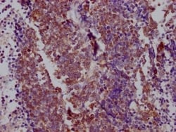 TTF-1/ NKX2-1 Antibody (6C11), Novus Biologicals 50 &mu;L; Unconjugated:Antibodies,