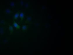 NeuroD1 Antibody (5D2), Novus Biologicals 50 &mu;L; Unconjugated:Antibodies,