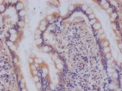 Ndufs4 Antibody (9H1), Novus Biologicals 50 &mu;L; Unconjugated:Antibodies,