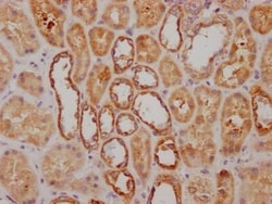NDUFS3 Antibody (1H12), Novus Biologicals 50 &mu;L; Unconjugated:Antibodies,