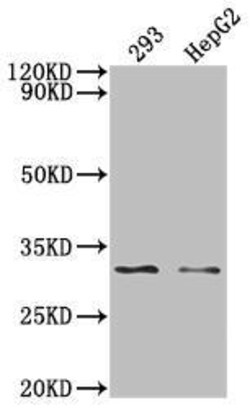 NDUFS3 Antibody (1H12), Novus Biologicals 50 &mu;L; Unconjugated:Antibodies,