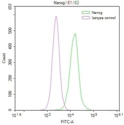 Nanog Antibody (2G6), Novus Biologicals 50 &mu;L; Unconjugated:Antibodies,