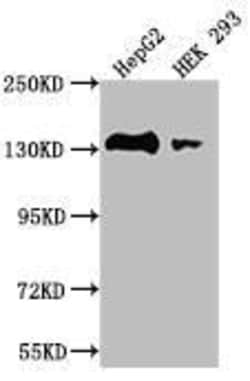 Myosin light chain kinase Antibody (28C5), Novus Biologicals 50 &mu;L;