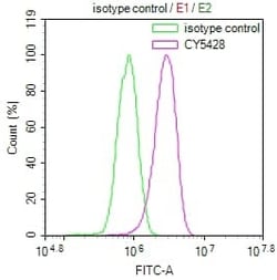 Myosin light chain kinase Antibody (28C5), Novus Biologicals 50 &mu;L;