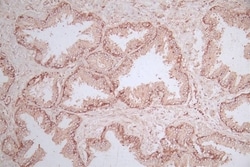 M-Ras/R-Ras3 Antibody (26E12), Novus Biologicals:Antibodies:Primary Antibodies