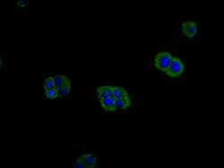 M-Ras/R-Ras3 Antibody (26E12), Novus Biologicals:Antibodies:Primary Antibodies
