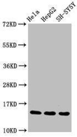 Histone H3.1, Monomethyl Arg17 Antibody (3E10), Novus Biologicals 100 &mu;L | Buy Online | Novus Biologicals | Fisher Scientific