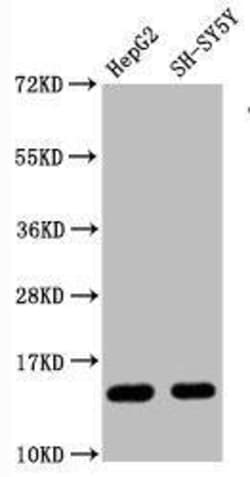 Histone H3.1, Monomethyl Arg128 Antibody (4G12), Novus Biologicals:Antibodies:Primary