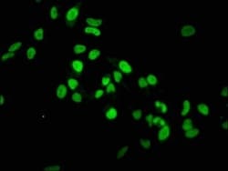 Histone H3.1, Monomethyl Lys36 Antibody (1F4), Novus Biologicals 50 &mu;L;