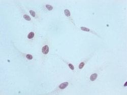 Histone H3.1, Monomethyl Lys36 Antibody (1F4), Novus Biologicals 50 &mu;L;