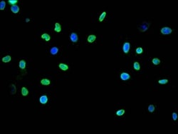 HIST1H3A, Monomethyl Lys9 Antibody (13E1), Novus Biologicals 100 &mu;L;