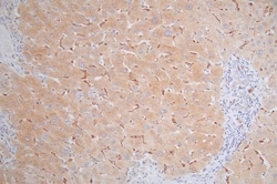 MICA Antibody (9F1), Novus Biologicals 100 &mu;L; Unconjugated:Antibodies