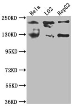 O-GlcNAcase/OGA/MGEA5 Antibody (8D12), Novus Biologicals 100 &mu;L; Unconjugated:Antibodies,