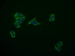 MAS1L Antibody (15B8), Novus Biologicals:Antibodies:Primary Antibodies
