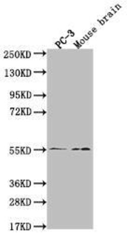 JNK3 Antibody (29E10), Novus Biologicals 50 &mu;L; Unconjugated:Antibodies,