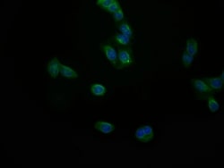 JNK3 Antibody (29E10), Novus Biologicals 50 &mu;L; Unconjugated:Antibodies,